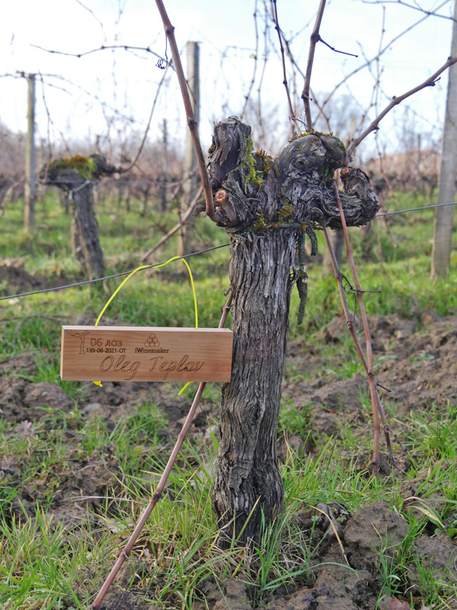 Виноградник на урожай